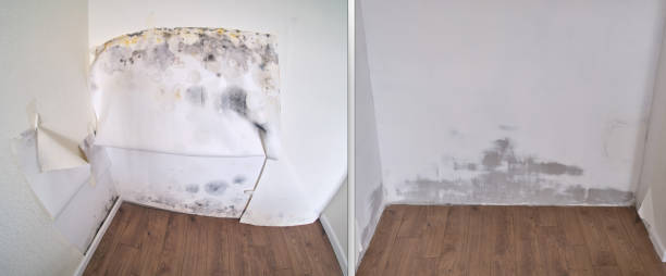 Best Commercial Mold Removal  in Walford, IA